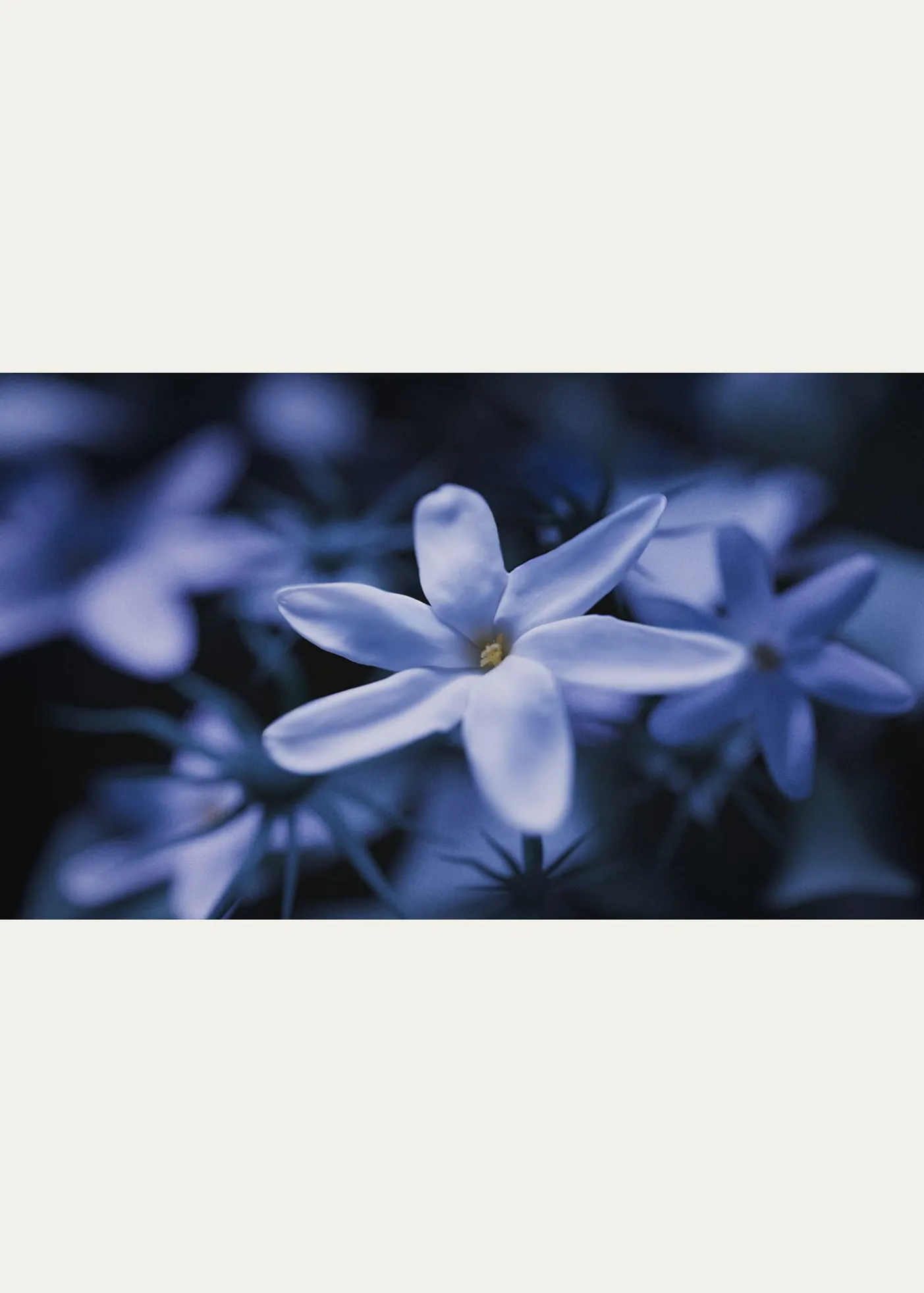 Ex NihiloBlue Talisman Extrait de Parfum, 3.4 oz.