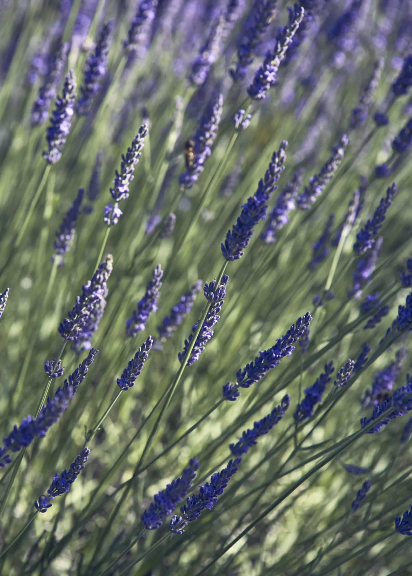 Veronique GabaiAroma Soul Eau de Parfum, 0.3 oz.